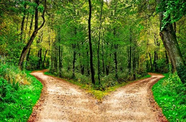 Image of two paths dividing in a forest.