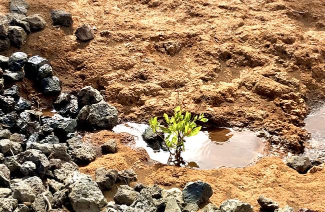 Part of the restoration efforts in Kahoʻolawe, an island that the US military used for bombing practice