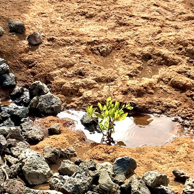 Part of the restoration efforts in Kahoʻolawe, an island that the US military used for bombing practice