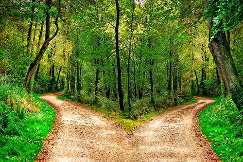 Image of two paths dividing in a forest.