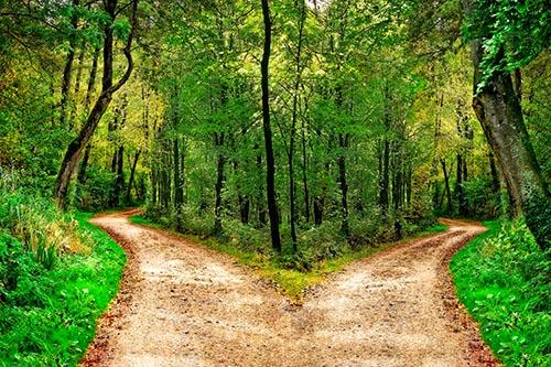 Image of a path splitting in the woods.